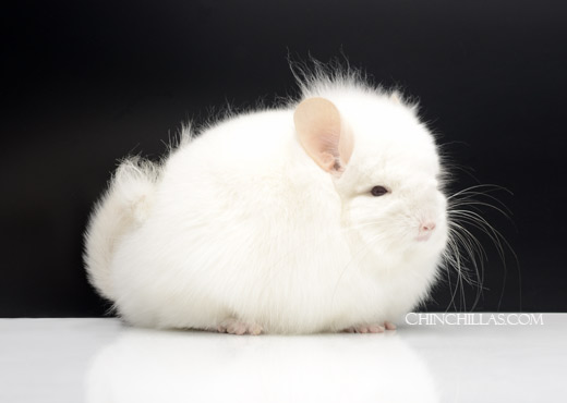 Feature Image for The Royal Persian Angora Chinchilla - Originally Long Furred Type, 1966-1987